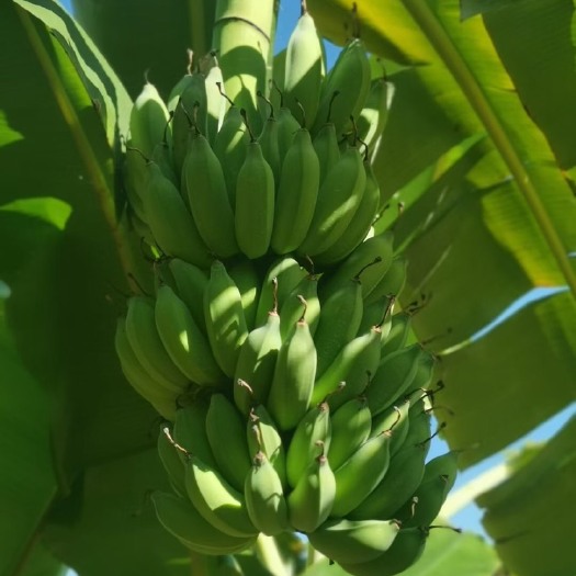 景洪市芭蕉  西双版纳粉蕉 产地直销 货源充足 质量保证 代发全国