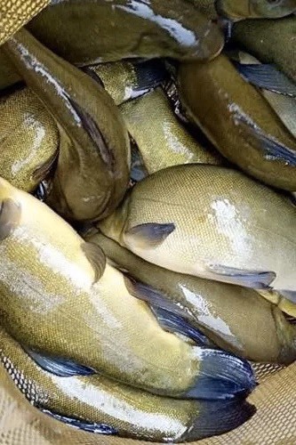 丁桂鱼丁贵鱼，路亚新品种，供应垂钓场
