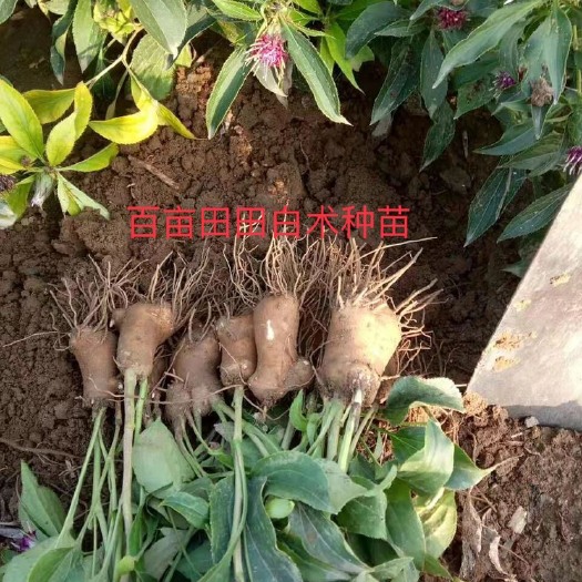 亳州改良白术苗，现货供应，基地育苗，品质保证