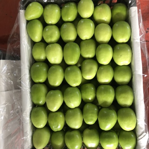 景洪市【精品】版纳高栏青枣  大量上市 对接市场商超