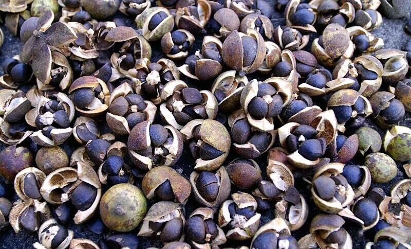 巴马县茶籽油茶籽广西茶籽油茶种子手剥油茶籽