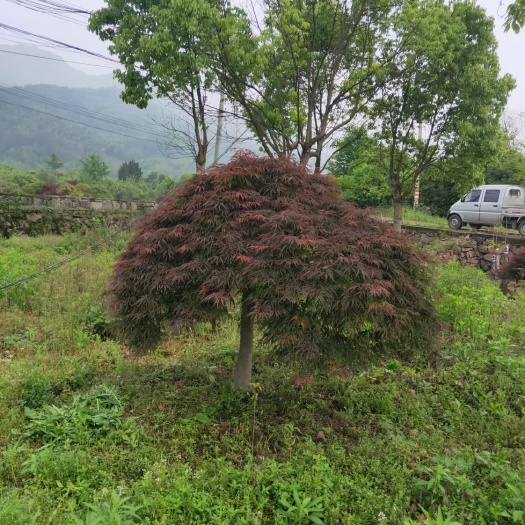 嵊州市 羽毛枫6-20公分，斜飘羽毛枫出售