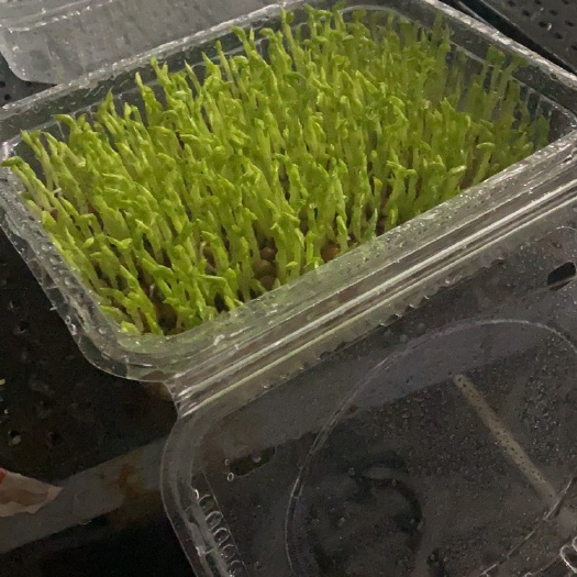 济南豌豆苗500g左右，诚招代，火锅店。商超。菜市场，技术培…