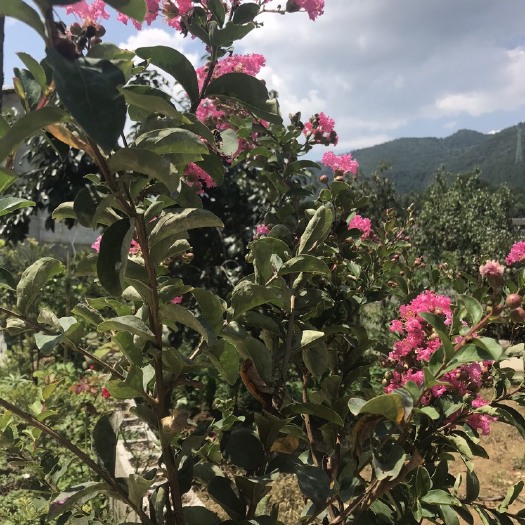 绥阳县 大红紫薇，紫荆花树苗