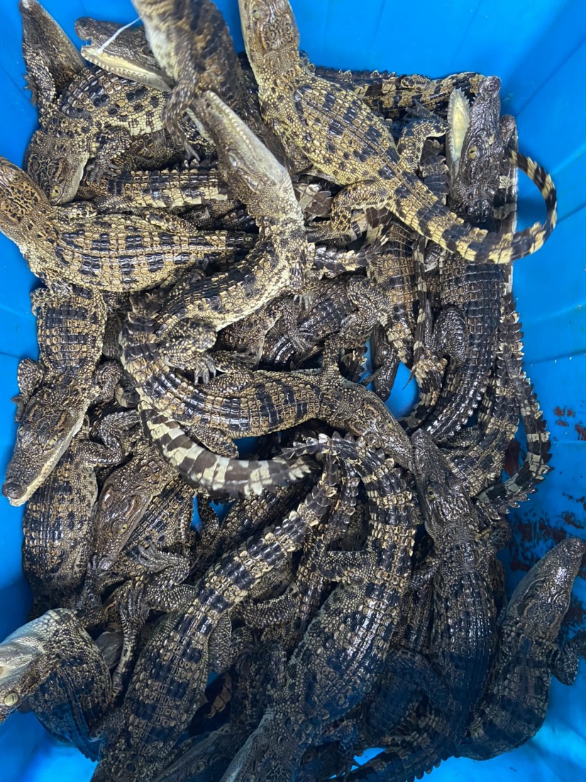 柳州25-35厘米鳄鱼苗 泰鳄活体
