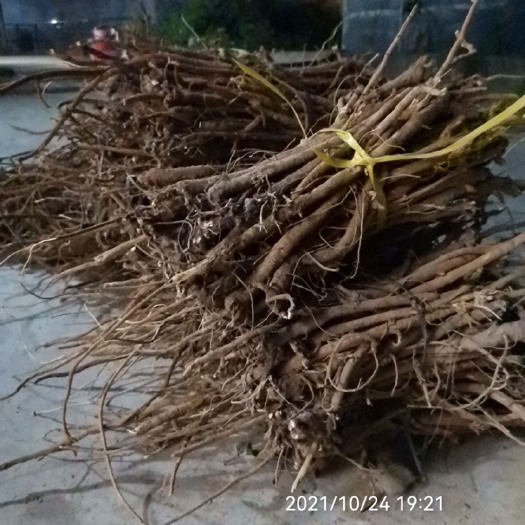 阳山县千斤拔