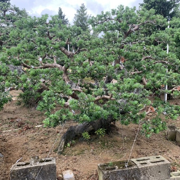 造型罗汉松 岭南大桩手法