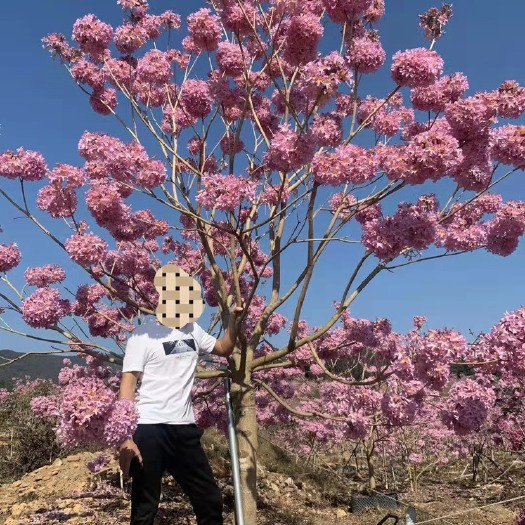 广州紫花风铃木 紫花风玲大秀球