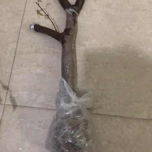 广州仙进奉荔枝苗  仙进奉高压苗