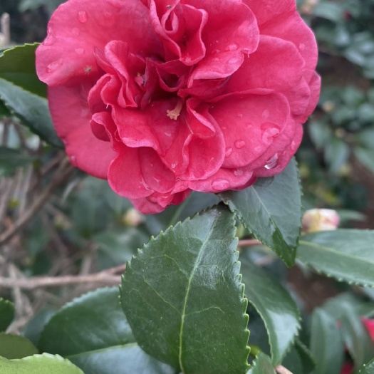 金华 东红牡丹茶梅开花了