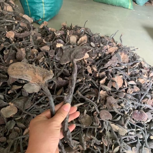 勐腊县 竹灵芝