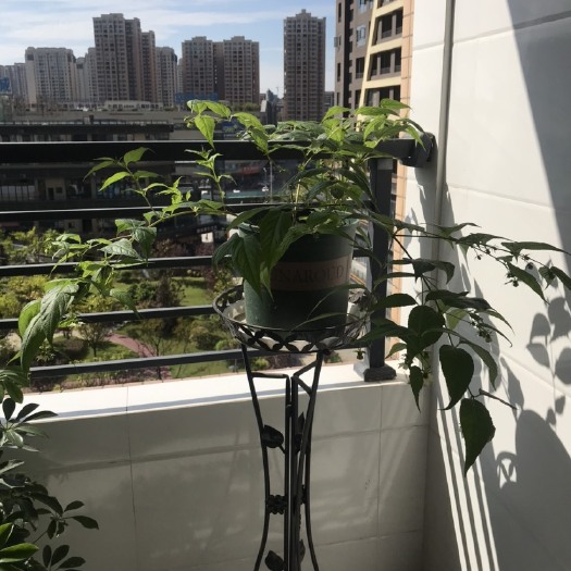 都江堰市果树盆景  蜘蛛果、红果参盆景、浆果之王。酸酸甜甜清香嘎嘣脆