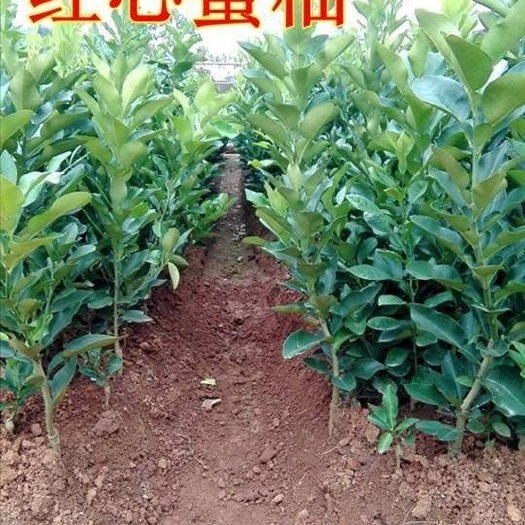 简阳市红心柚苗 红心柚子苗