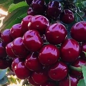 平邑县俄罗斯8号樱桃苗 樱桃树苗 俄8 齐早美早 沙王树苗 南北方