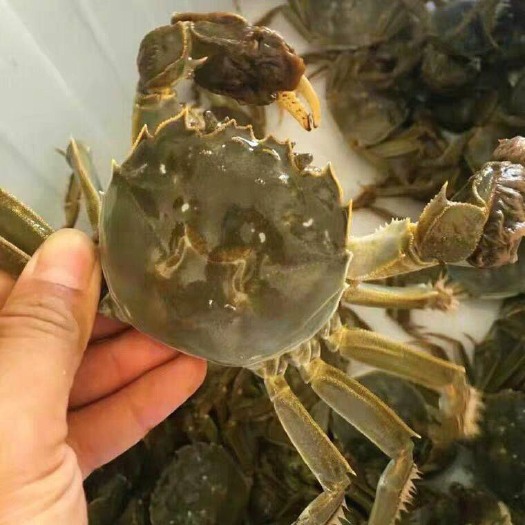 高邮市高邮大闸蟹批发  蟹农直发   品质保证