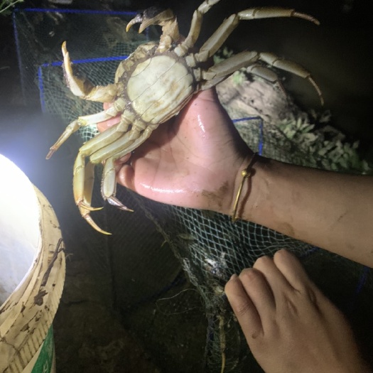大闸蟹 引用江水养殖，水源好，江蟹口感，主要为鱼喂养成长，