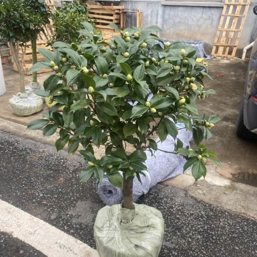 金华 品种为白瑞奇，正黄旗，客来邸，明境，吉普赛女郎