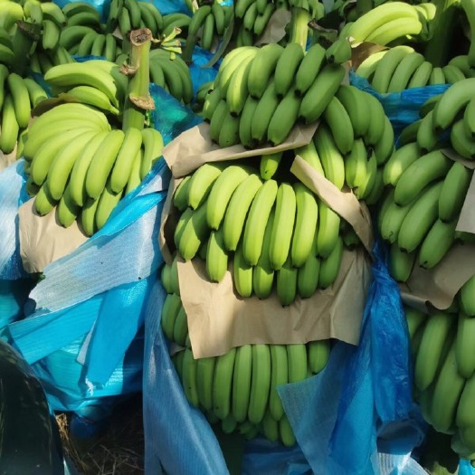 香蕉电商果 社区团购 工厂加工 果面干净