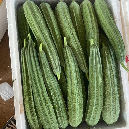 徐闻县 丝瓜