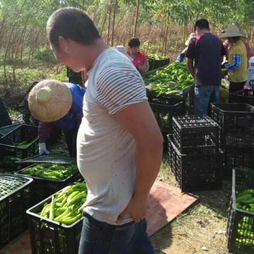 徐闻县牛角椒 牛角尖椒