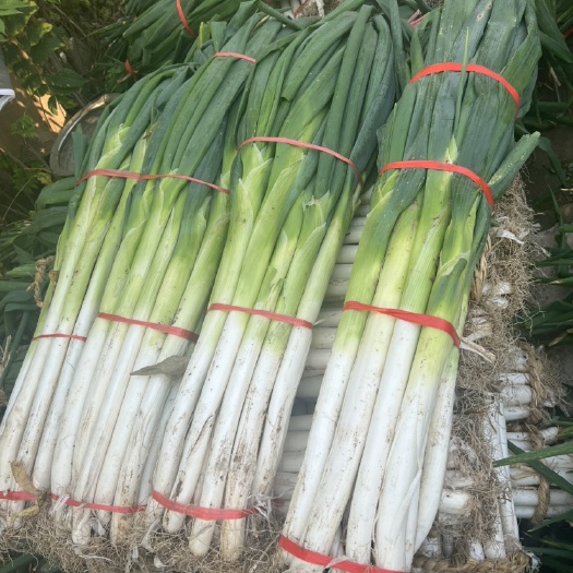 济南长白大葱  正宗章丘大葱