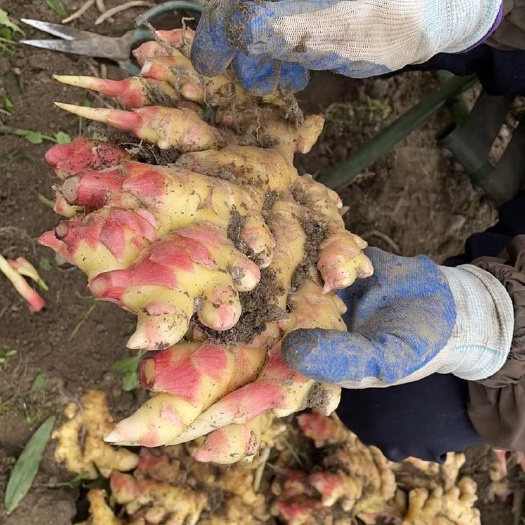 小黄姜  新鲜生姜，助农产业，有需求的朋友联系