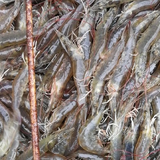 漳浦县 白虾，量大