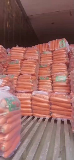 通许县 精品中听胡萝卜 天天有货 量大从优