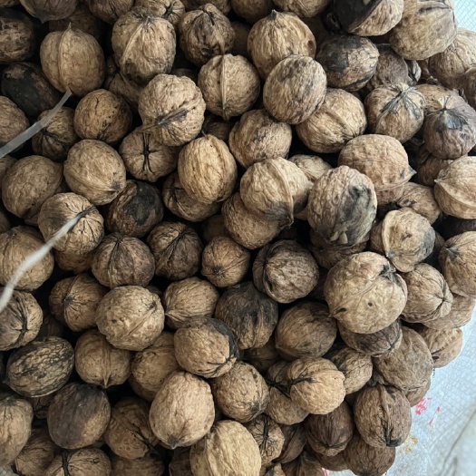 威宁县 泡核桃