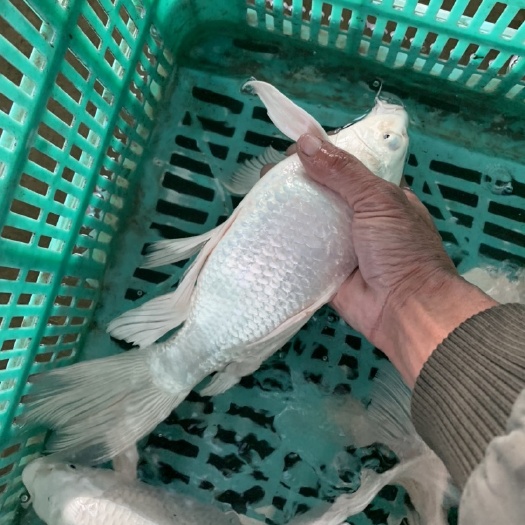 北京 白金龙凤锦鲤