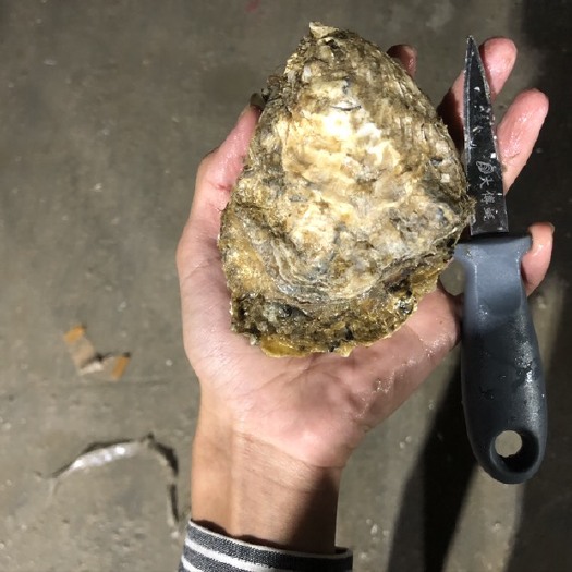 诏安县山东精品三倍体生蚝  福建发货  肉质饱满 没夹瘦