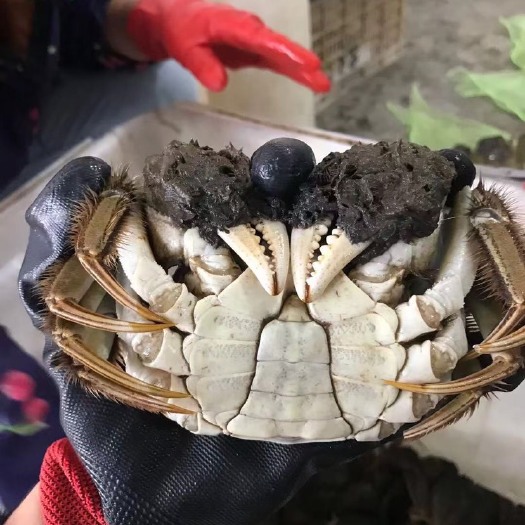 洪湖市湖北洪湖清水大闸蟹