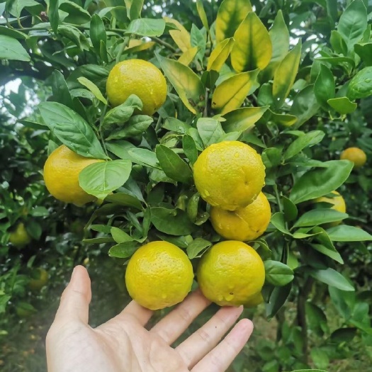 遂溪县 皇帝柑