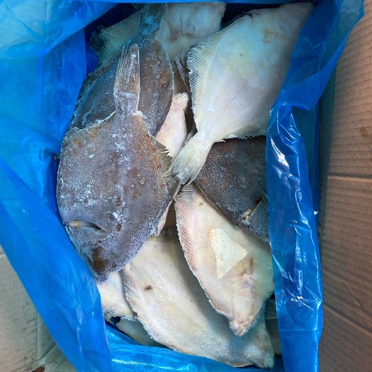 烟台黄尾鲽鱼  鲽鱼 比目鱼 偏口鱼