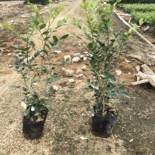 揭阳7斤袋九里香，工程苗。货美价优！整车发货可再享优惠