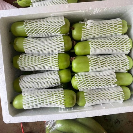 徐闻县瓠瓜 瓢瓜