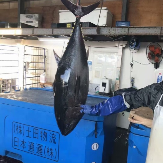 广州 日本金枪鱼刺身店必要