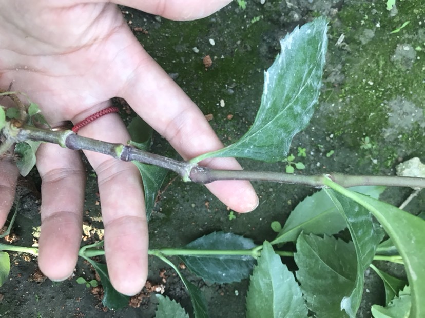 珊瑚树 草珊瑚种苗一年生长苗，自家苗园直供优质苗，无中间商赚差价