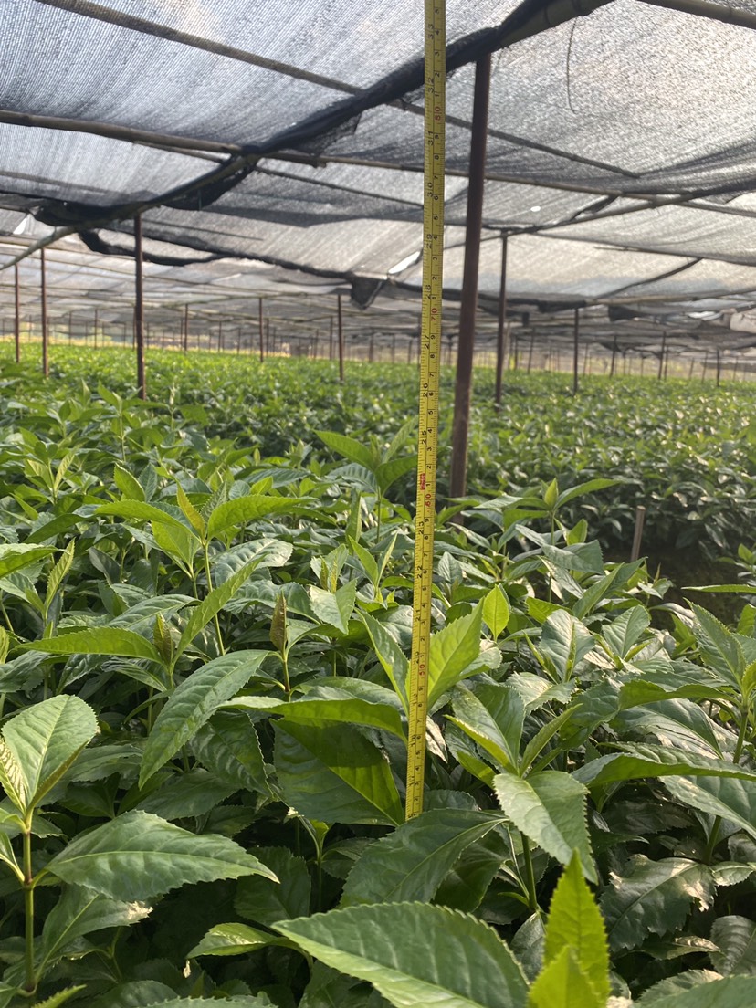 珊瑚树 草珊瑚种苗一年生长苗，自家苗园直供优质苗，无中间商赚差价