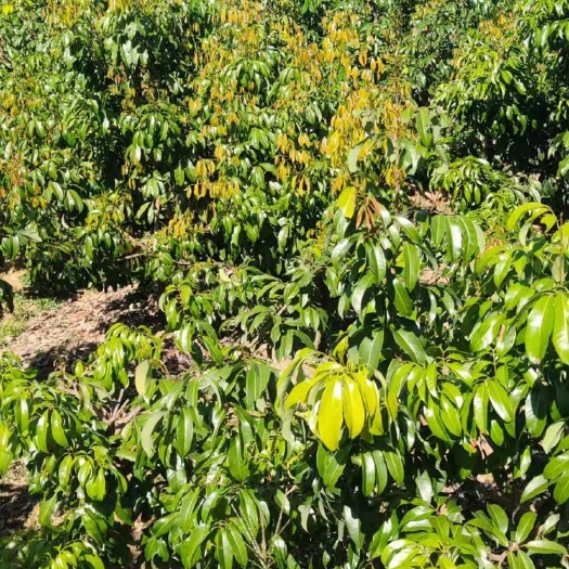 玉林仙进奉荔枝苗  仙进奉荔枝大小苗