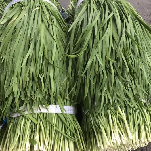 当阳市精品韭菜