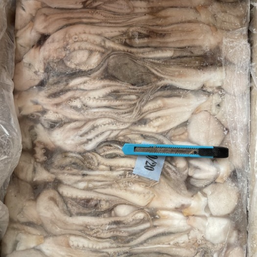 福州印度章鱼，10/20（单只50-100g）