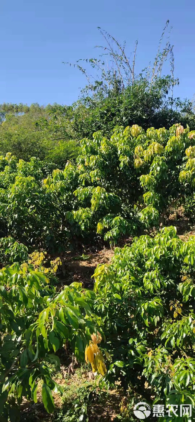 仙进奉荔枝苗  仙进奉荔枝大小苗