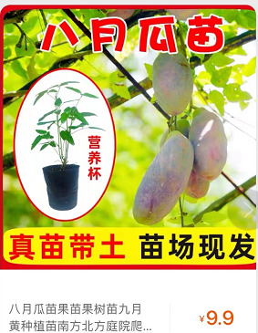 大田县八月瓜苗果树苗九月黄种植苗南方北方庭院藤盆栽苗当年结果