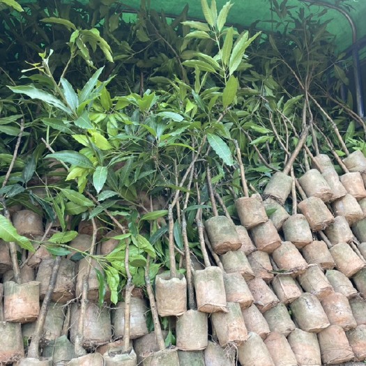 博罗县金煌芒果苗  金煌芒嫁接苗，果子结出来又大又甜又好吃。