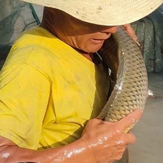 思南县大量出售稻花鱼，量多价格可联系136 6851 4800