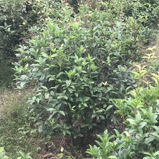 重庆市桂花 桂花球  2米5。冠200丛生桂花，苗圃直销，价格合。