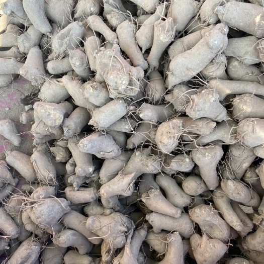 亳州白术苗子，改良白术苗
