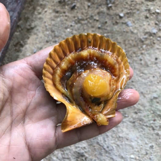 湛江 黄金贝扇贝烧烤贝类海扇蛤 海鲜鲜活清蒸全国发货