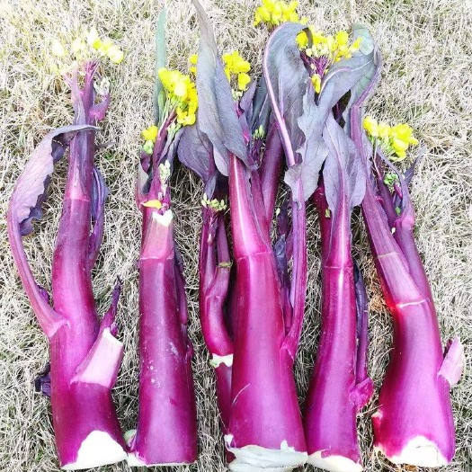 武汉红菜苔  洪山菜苔（礼品盒）